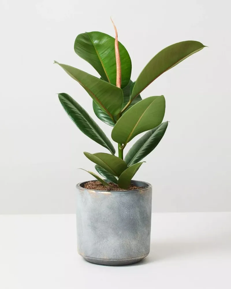 Kauçuk Çiçeği - Görsel 2